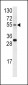 EDNRA Antibody (Center)